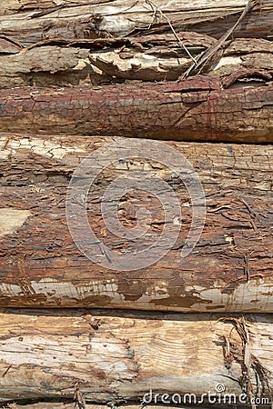 Closeup of pile of trunks of trees Stock Photo