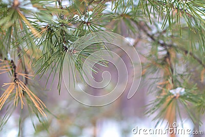 Closeup pine branch in winter forest. Stock Photo