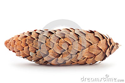 Closeup pine cone Stock Photo