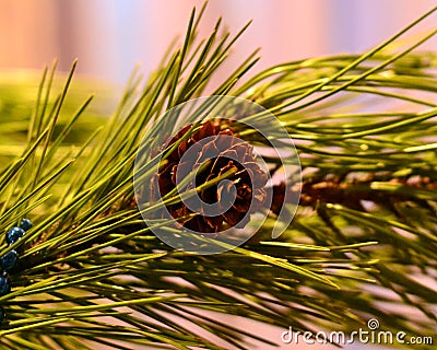 Closeup pine cone on a branch 1 Stock Photo