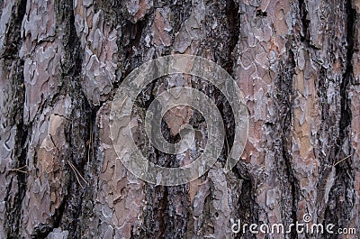 Closeup of a pine tree bark in the woods Stock Photo