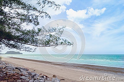 Closeup pine tree with seaside background Stock Photo