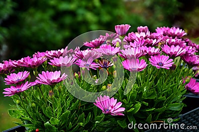 Closeup of pink african daisy flowers on terrace Stock Photo