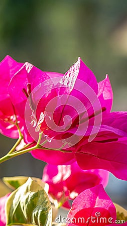 Closeup of pink bougainvillea flower Stock Photo