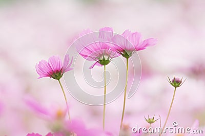 Closeup pink cosmos flower, season nature, space Stock Photo