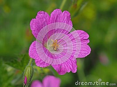 Closeup of a pink cranesbill geranium flower Stock Photo