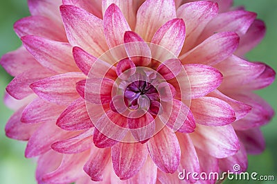 Closeup of pink dahlia flower Stock Photo