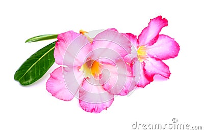 Closeup pink Desert Rose Flower or Adenium obesum isolated on w Stock Photo