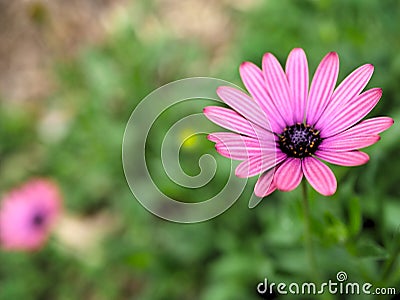 Closeup of pink flowers with green leaves in butterfly garden in santa barbara california. Macro lens with bokeh for web banners a Stock Photo