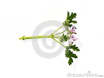 Lemon-scented geranium foliage and pink flowers on white Stock Photo
