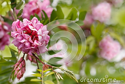 Closeup pink flowers of robinia viscosa Stock Photo