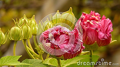 Closeup of pink flowers with slightly withered petals Stock Photo