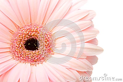 Closeup pink gerbera Stock Photo