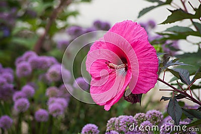 pink giant Hibiscus in a public garden Stock Photo