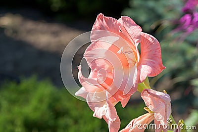 Closeup of pink gladiolus flower Stock Photo