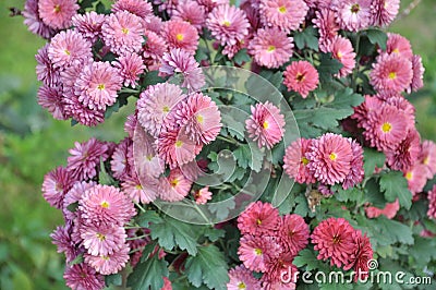 Closeup of pink Hardy chrysanthemum flowers in a garden Stock Photo