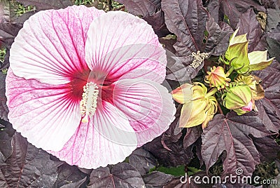 Closeup pink Hibiscus plant and buds Stock Photo