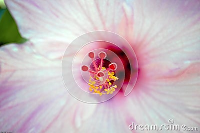 a closeup of a pink hibiscus Stock Photo