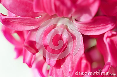 Closeup pink hyacinthus. Flower background. Stock Photo