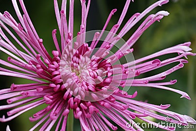 Closeup of a pink isopogon flower in a garden Stock Photo