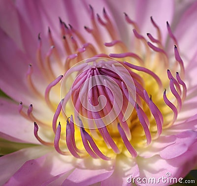 Closeup Pink lotus Stock Photo