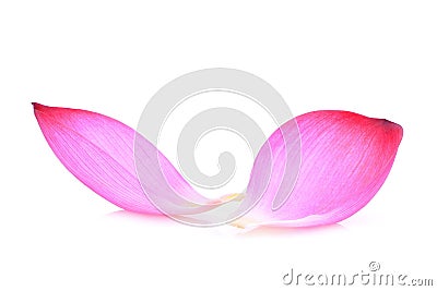 Closeup of pink lotus petal isolated on white Stock Photo