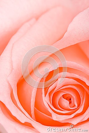 Closeup pink macro rose Stock Photo