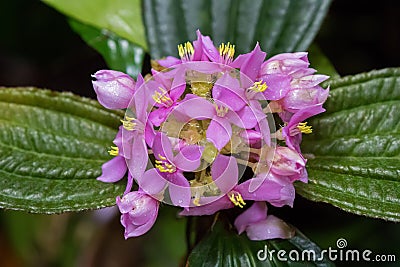 Closeup pink magenta flowers with yellow pollen of Phyllagathis Stock Photo