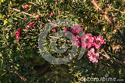 Pink manuka bush with flowers in bloom Stock Photo