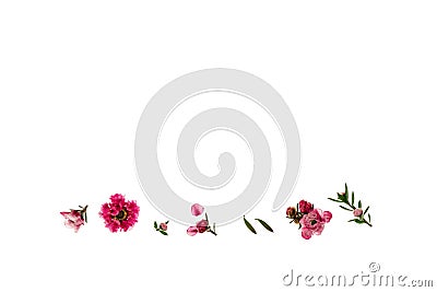 Pink manuka flowers isolated on white background with copy space above Stock Photo