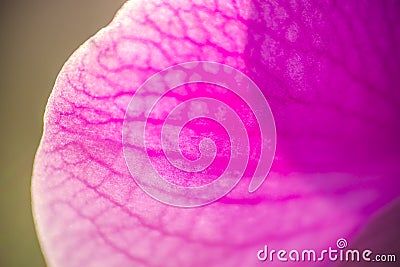 Macro pink orhid closeup Stock Photo