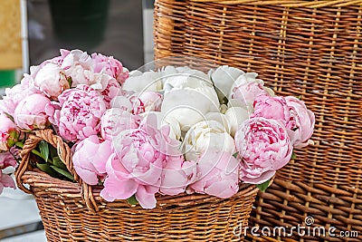 Closeup of pink peony flowers Stock Photo