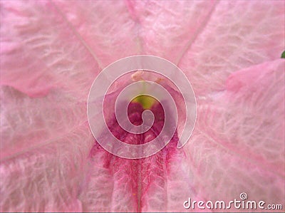 Closeup pink inside petunia flower with sweet color Stock Photo