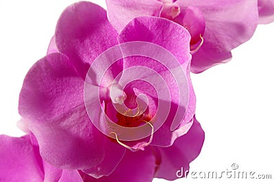 Closeup of a pink phalaenopsis Stock Photo