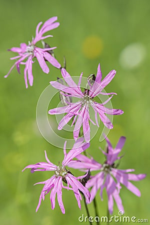 Closeup of a pink ragged-robin flower (Silene flos-cuculi). Stock Photo