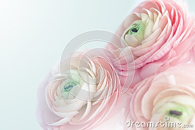Closeup of pink ranunculus Stock Photo