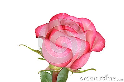 Closeup pink and red rose Stock Photo