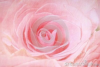 Closeup of a pink rose Stock Photo