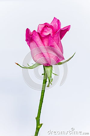 Closeup pink rose Stock Photo