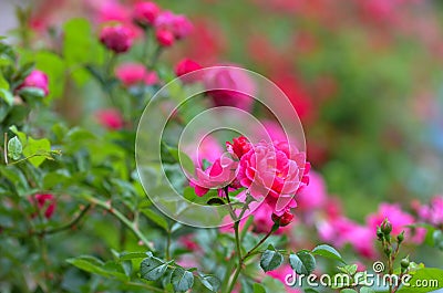 Closeup of pink rose blossoming in the garden Stock Photo