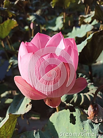Closeup of pink sacred lily lotus flower blooming on pond. Stock Photo