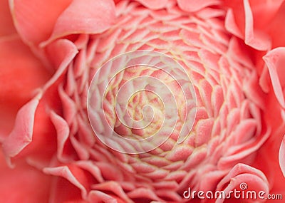 Closeup pink torch ginger flower Stock Photo