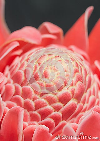 Closeup pink torch ginger flower Stock Photo