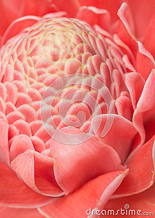 Closeup pink torch ginger flower Stock Photo