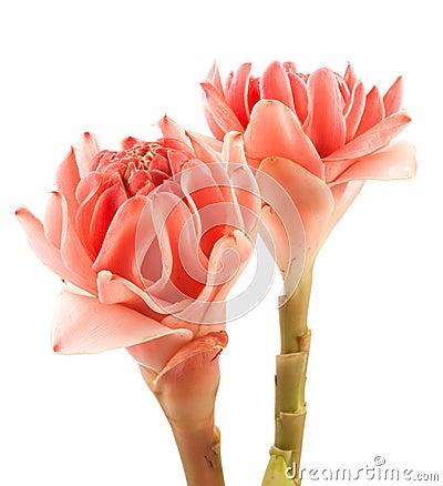 closeup pink torch ginger flower Stock Photo