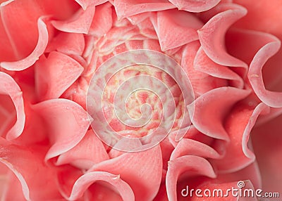 Closeup pink torch ginger flower Stock Photo