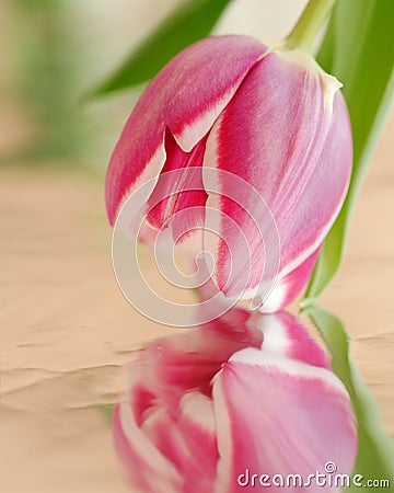 Closeup of a pink tulip with reflection Stock Photo