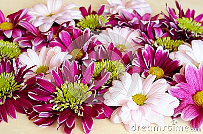 Closeup of pink and white chryzanthemum flowers Stock Photo