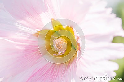 Closeup pink and white Hollyhock blossom, flower, background, nature Stock Photo