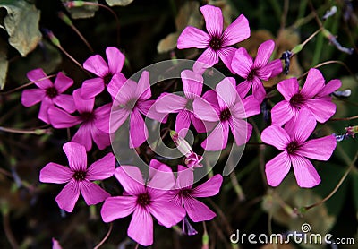 Closeup of pink wood sorrel or windowbox wood-sorrel flowers Stock Photo